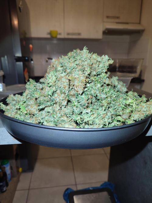 Frosted guava vs Lemon Cherry Gelato. Week 14