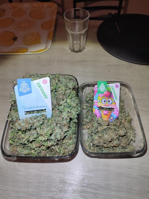Frosted guava vs Lemon Cherry Gelato. Week 14
