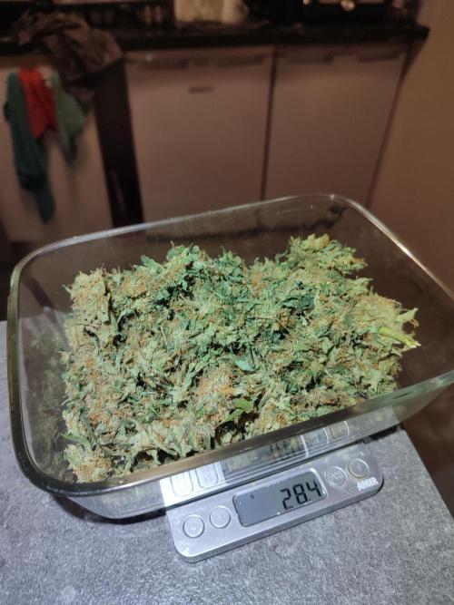 Frosted guava vs Lemon Cherry Gelato. Week 14