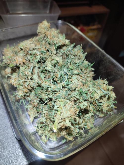 Frosted guava vs Lemon Cherry Gelato. Week 14