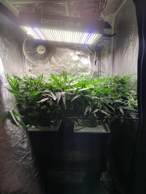 Hydro Aero French Eternity Grow Cup 2026. Week 9 - Jour 56