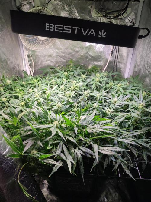 Hydro Aero French Eternity Grow Cup 2026. Week 9 - Jour 56