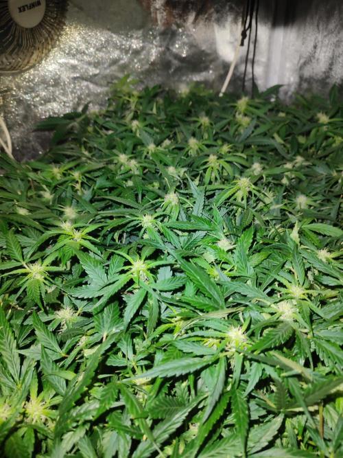 Hydro Aero French Eternity Grow Cup 2026. Week 9 - Jour 57
