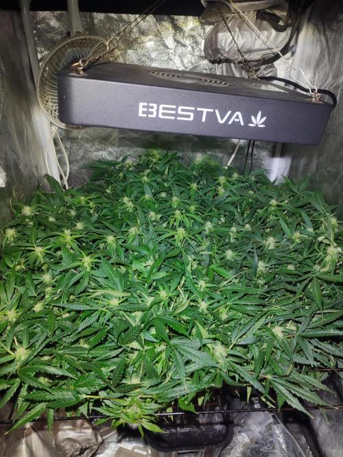 Hydro Aero French Eternity Grow Cup 2026. Week 9 - Jour 57