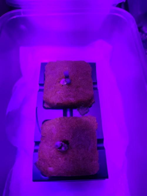 DWC FASTBUDS SCROG. Week 0 - 1 jour le 29 mars