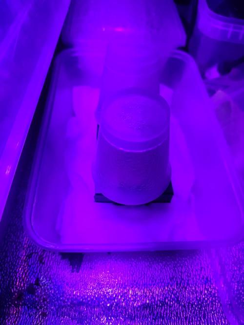 DWC FASTBUDS SCROG. Week 0 - Jour 1