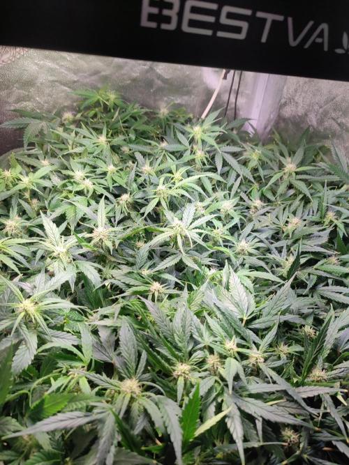 Hydro Aero French Eternity Grow Cup 2026. Week 9 - Jour 58