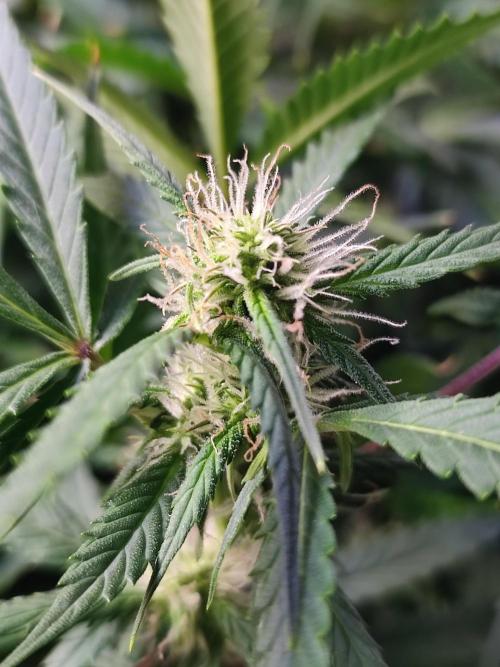 Hydro Aero French Eternity Grow Cup 2026. Week 9 - Jour 58