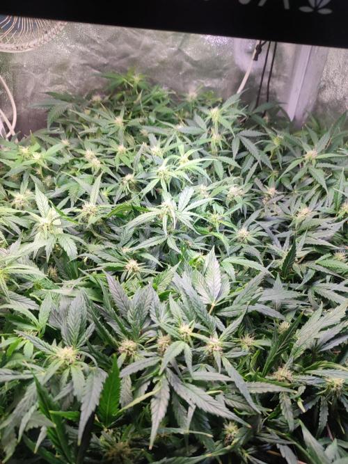 Hydro Aero French Eternity Grow Cup 2026. Week 9 - Jour 59