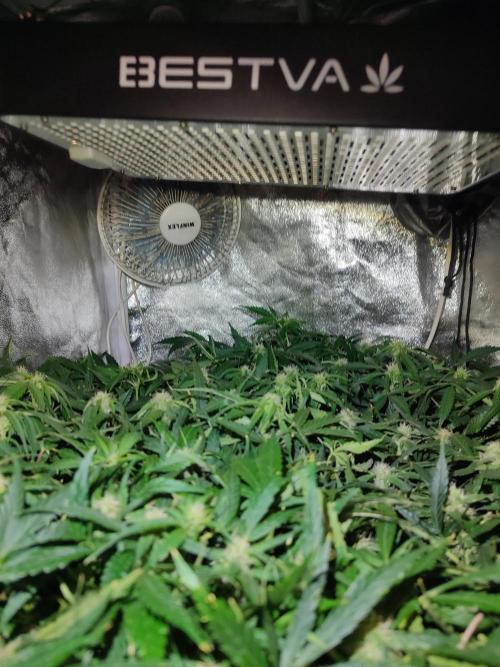 Hydro Aero French Eternity Grow Cup 2026. Week 9 - Jour 59