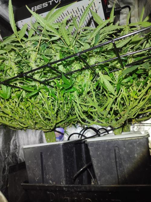 Hydro Aero French Eternity Grow Cup 2026. Week 9 - jour 59