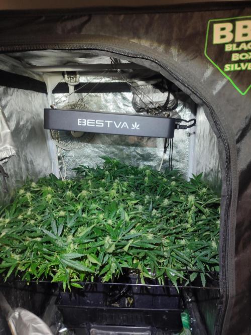 Hydro Aero French Eternity Grow Cup 2026. Week 9 - Jour 59