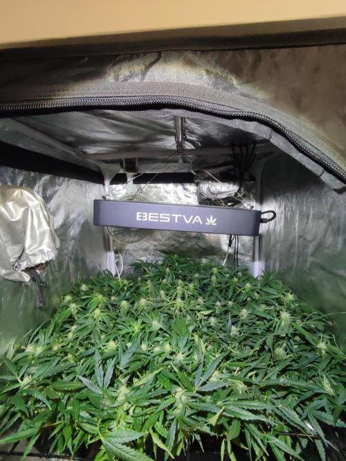 Hydro Aero French Eternity Grow Cup 2026. Week 9 - Jour 59