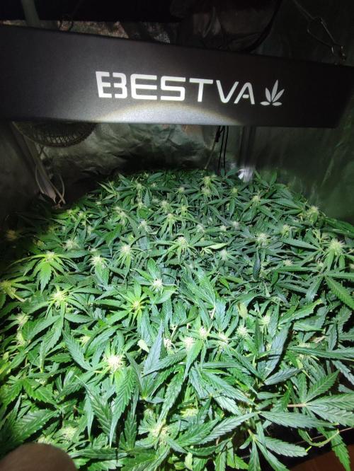 Hydro Aero French Eternity Grow Cup 2026. Week 9 - Jour 59