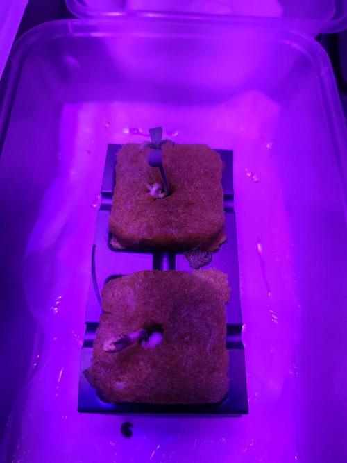 DWC FASTBUDS SCROG. Week 0 - Jour 2