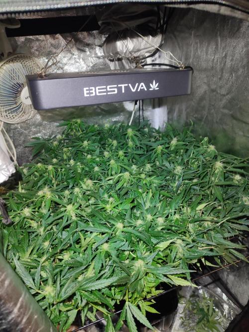 Hydro Aero French Eternity Grow Cup 2026. Week 9 - Jour 60