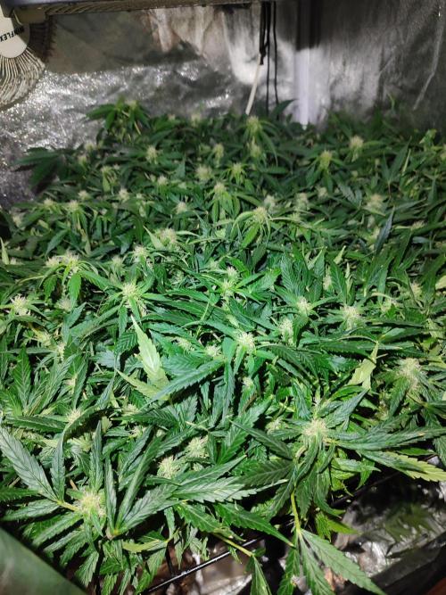 Hydro Aero French Eternity Grow Cup 2026. Week 9 - Jour 60