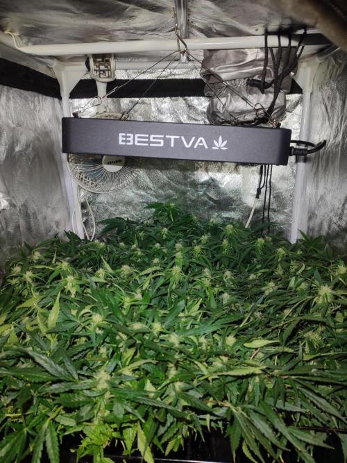 Hydro Aero French Eternity Grow Cup 2026. Week 9 - Jour 60