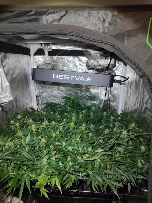 Hydro Aero French Eternity Grow Cup 2026. Week 9 - Jour 60