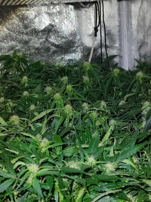 Hydro Aero French Eternity Grow Cup 2026. Week 9 - Jour 60