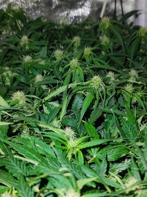 Hydro Aero French Eternity Grow Cup 2026. Week 9 - Jour 60