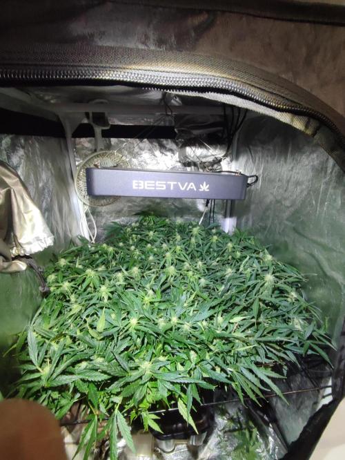 Hydro Aero French Eternity Grow Cup 2026. Week 9 - Jour 60