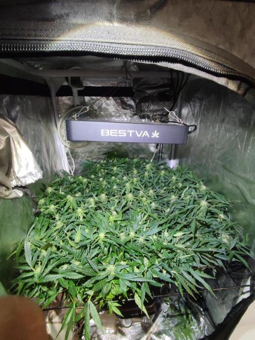 Hydro Aero French Eternity Grow Cup 2026. Week 9 - Jour 60