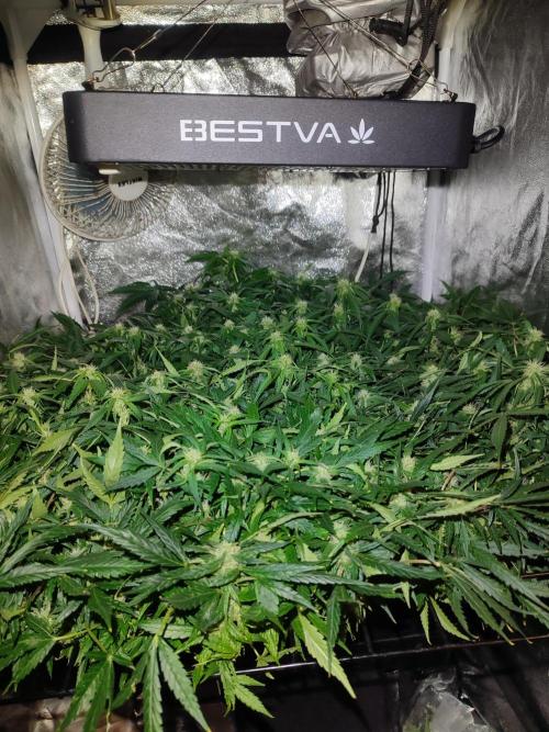 Hydro Aero French Eternity Grow Cup 2026. Week 9 - Jour 60