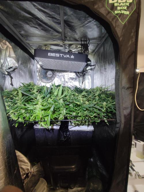 Hydro Aero French Eternity Grow Cup 2026. Week 9 - 62