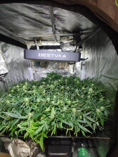 Hydro Aero French Eternity Grow Cup 2026. Week 9 - 62