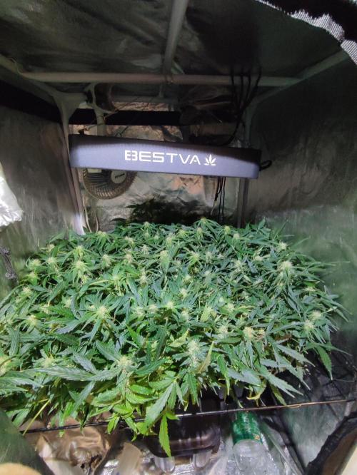 Hydro Aero French Eternity Grow Cup 2026. Week 9 - 63