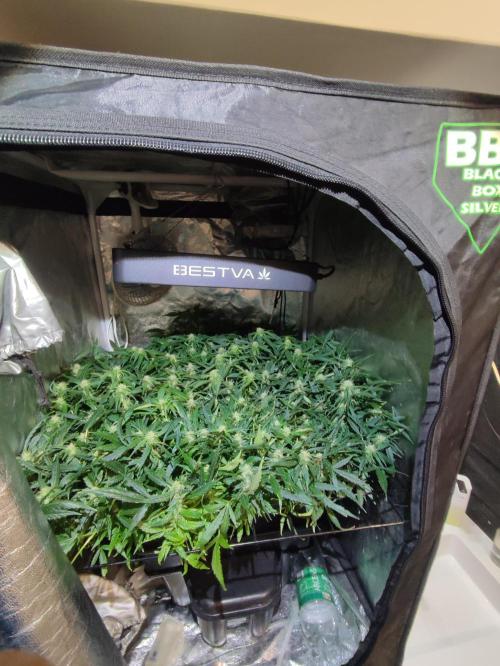 Hydro Aero French Eternity Grow Cup 2026. Week 9 - 63