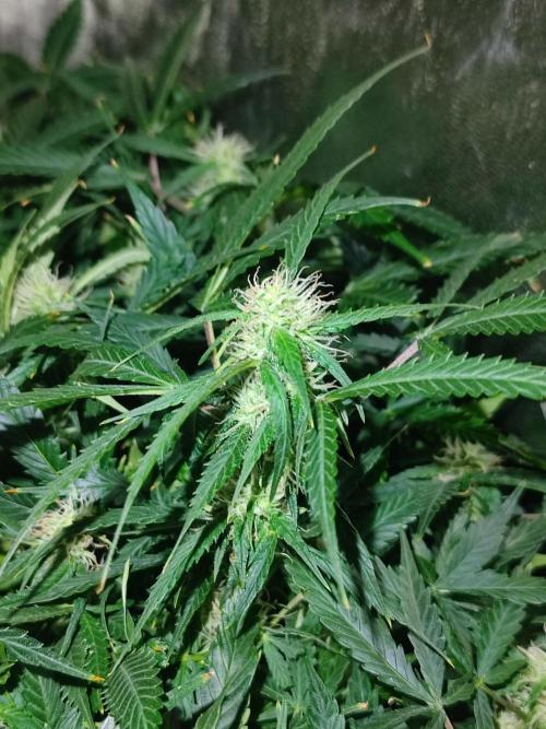 Hydro Aero French Eternity Grow Cup 2026. Week 9 - 63