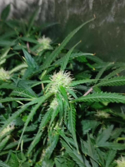 Hydro Aero French Eternity Grow Cup 2026. Week 9 - 63