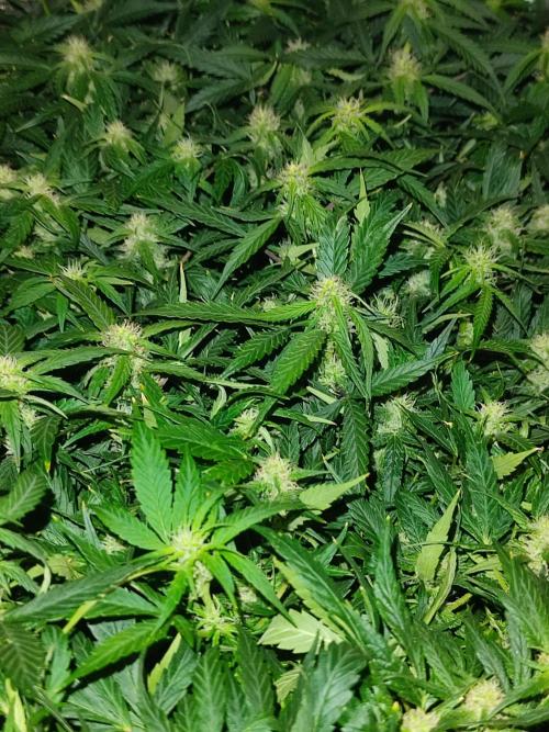 Hydro Aero French Eternity Grow Cup 2026. Week 9 - 63