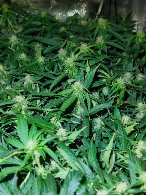 Hydro Aero French Eternity Grow Cup 2026. Week 9 - 63