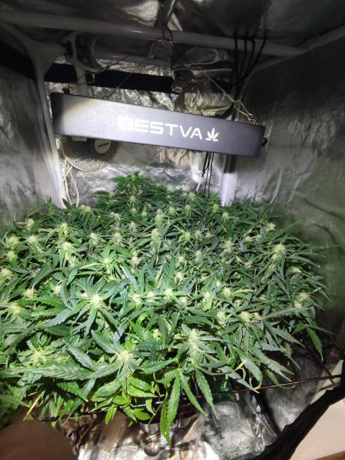 Hydro Aero French Eternity Grow Cup 2026. Week 9 - 63