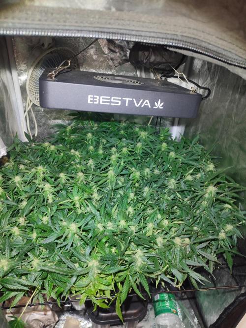 Hydro Aero French Eternity Grow Cup 2026. Week 9 - 63