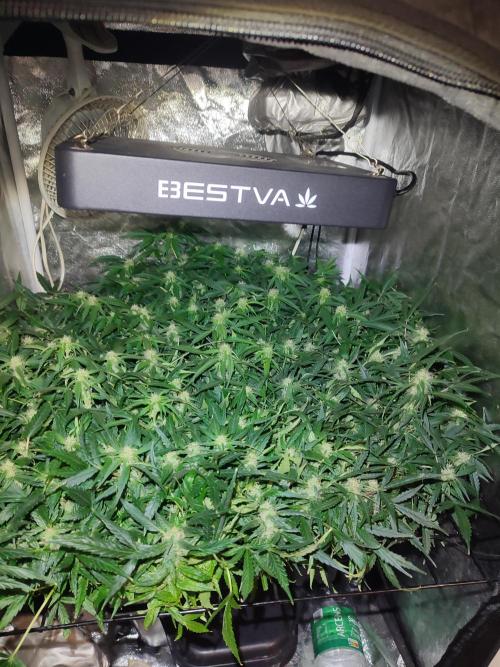 Hydro Aero French Eternity Grow Cup 2026. Week 9 - 63
