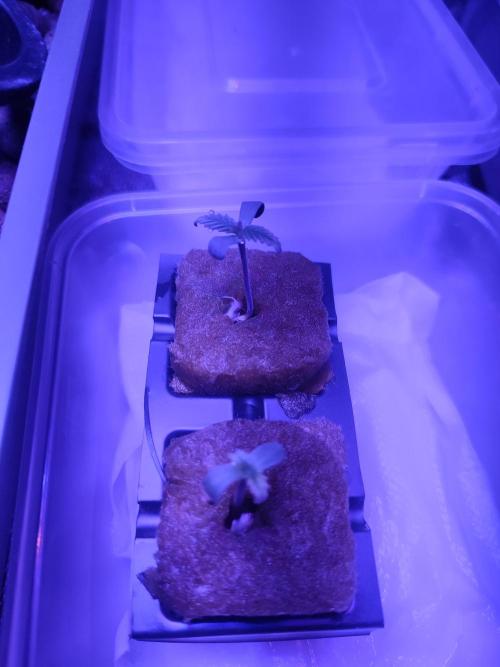 DWC FASTBUDS SCROG. Week 0 - Jour 3