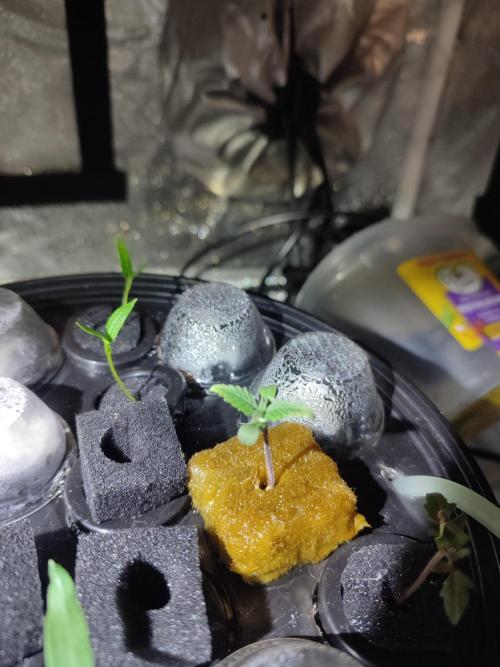 DWC FASTBUDS SCROG. Week 0 - Jour 4 DWC