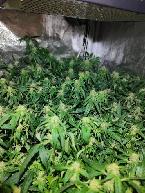 Hydro Aero French Eternity Grow Cup 2026. Week 10 - Jour 64