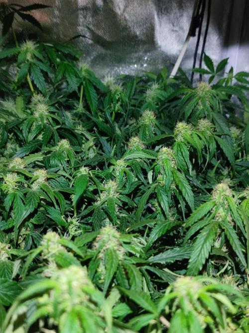 Hydro Aero French Eternity Grow Cup 2026. Week 10 - Jour 64