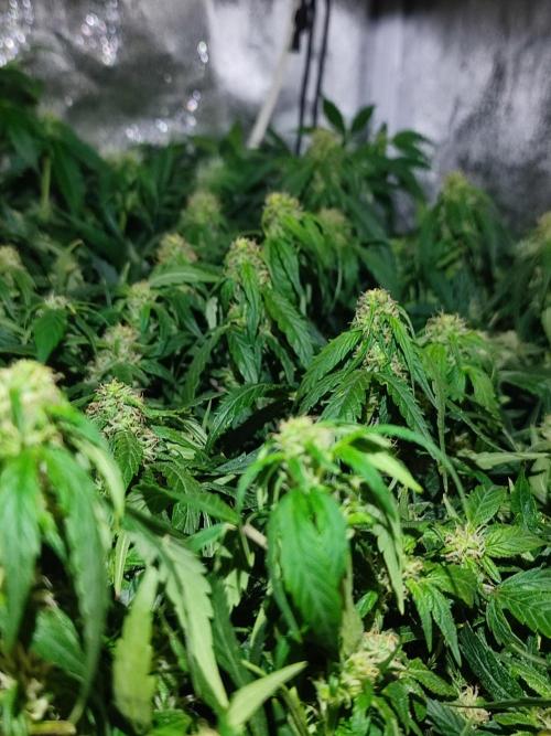 Hydro Aero French Eternity Grow Cup 2026. Week 10 - Jour 64