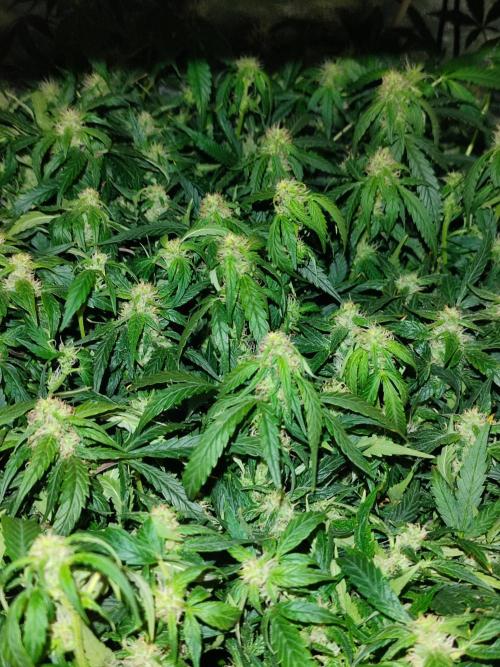 Hydro Aero French Eternity Grow Cup 2026. Week 10 - Jour 64