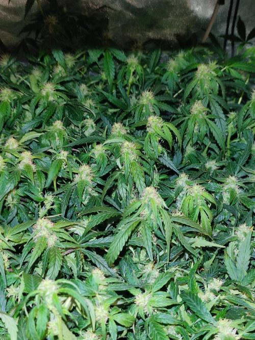 Hydro Aero French Eternity Grow Cup 2026. Week 10 - Jour 64