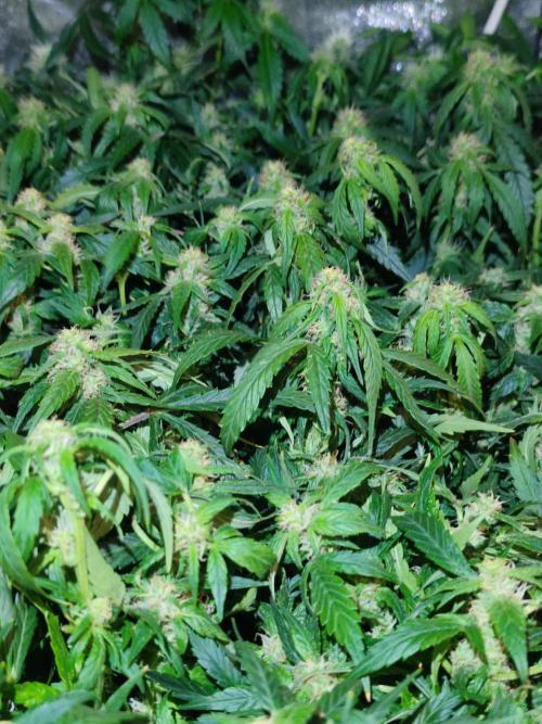 Hydro Aero French Eternity Grow Cup 2026. Week 10 - Le jour 64