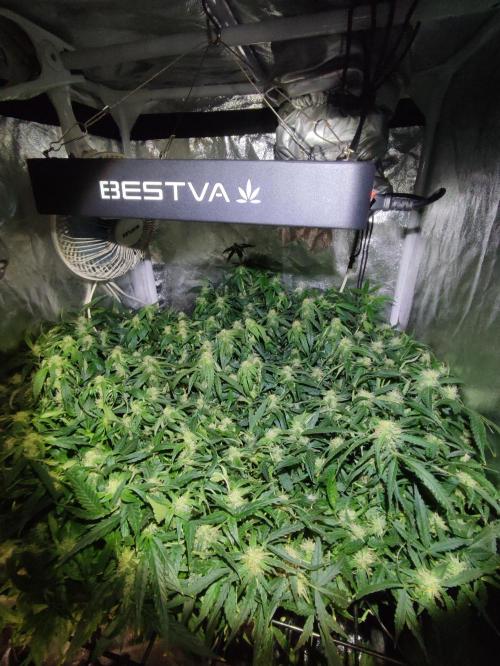 Hydro Aero French Eternity Grow Cup 2026. Week 10 - Jour 64