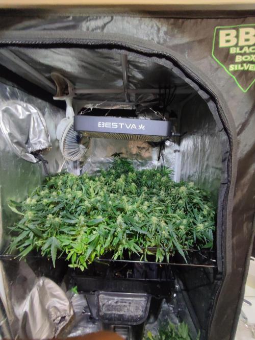 Hydro Aero French Eternity Grow Cup 2026. Week 10 - Le jour 64