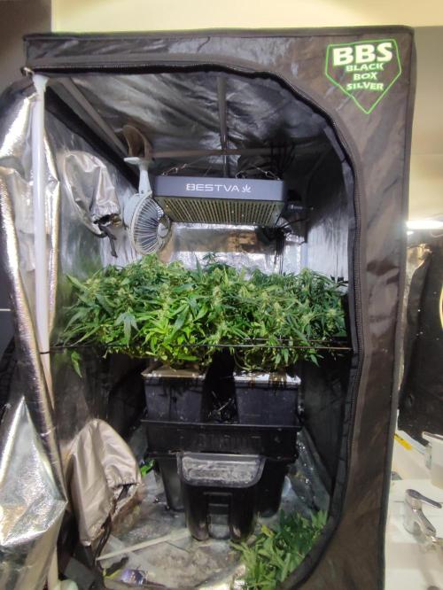Hydro Aero French Eternity Grow Cup 2026. Week 10 - Jour 64